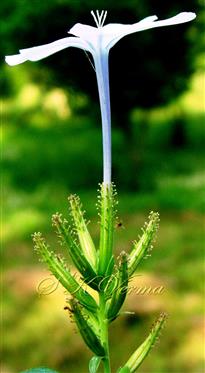  Inflorescence